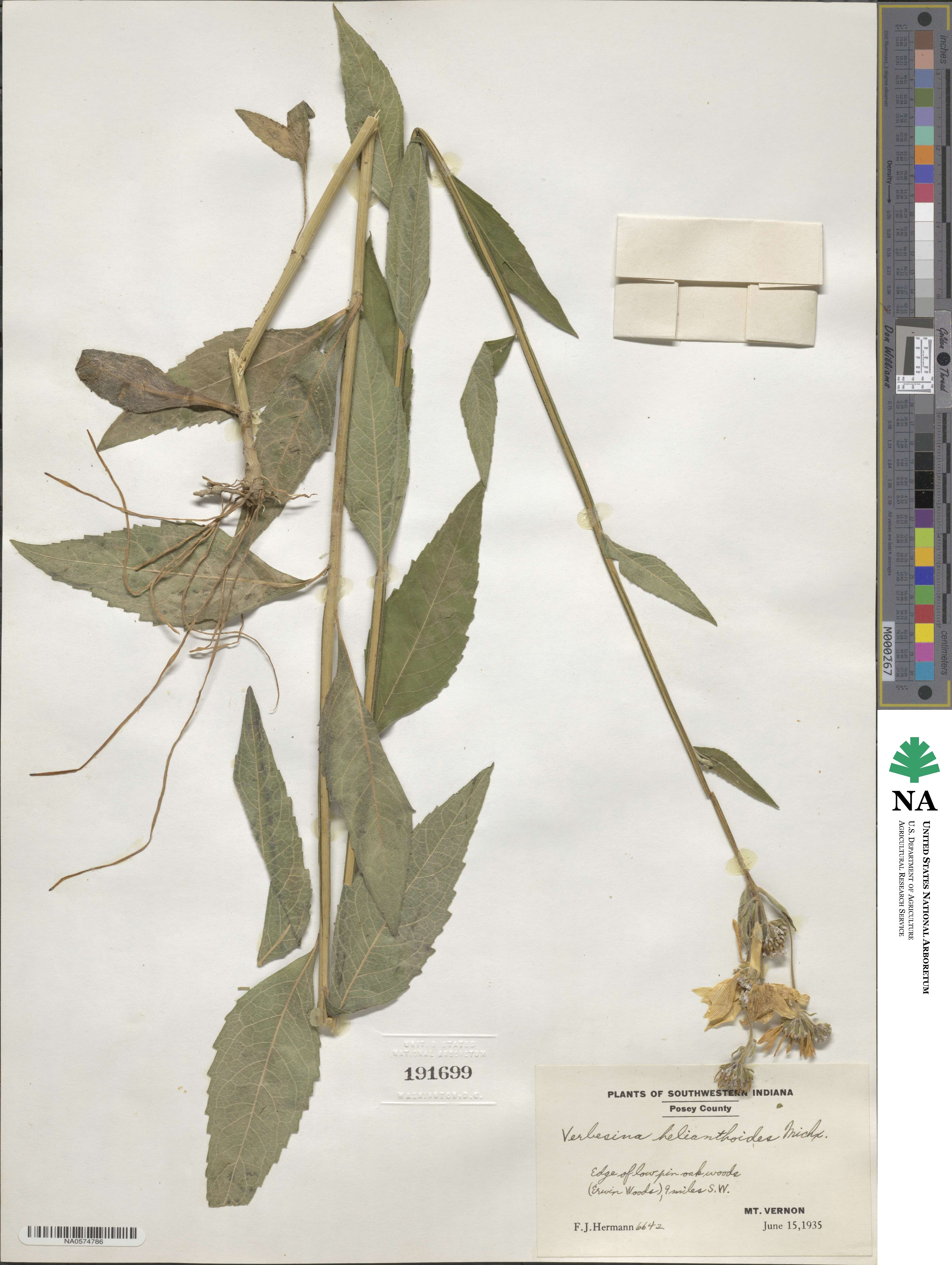 Verbesina helianthoides image