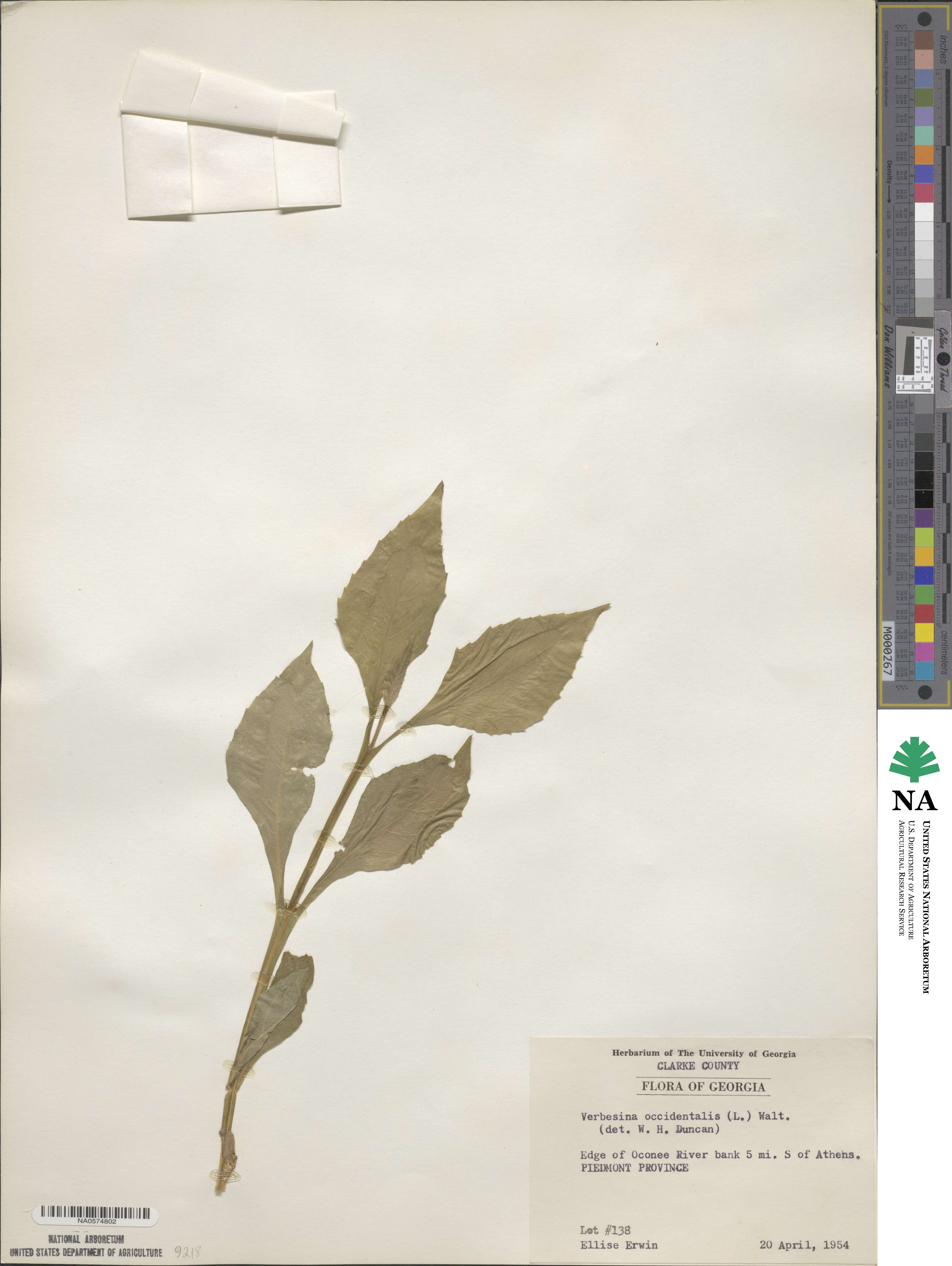 Verbesina occidentalis image