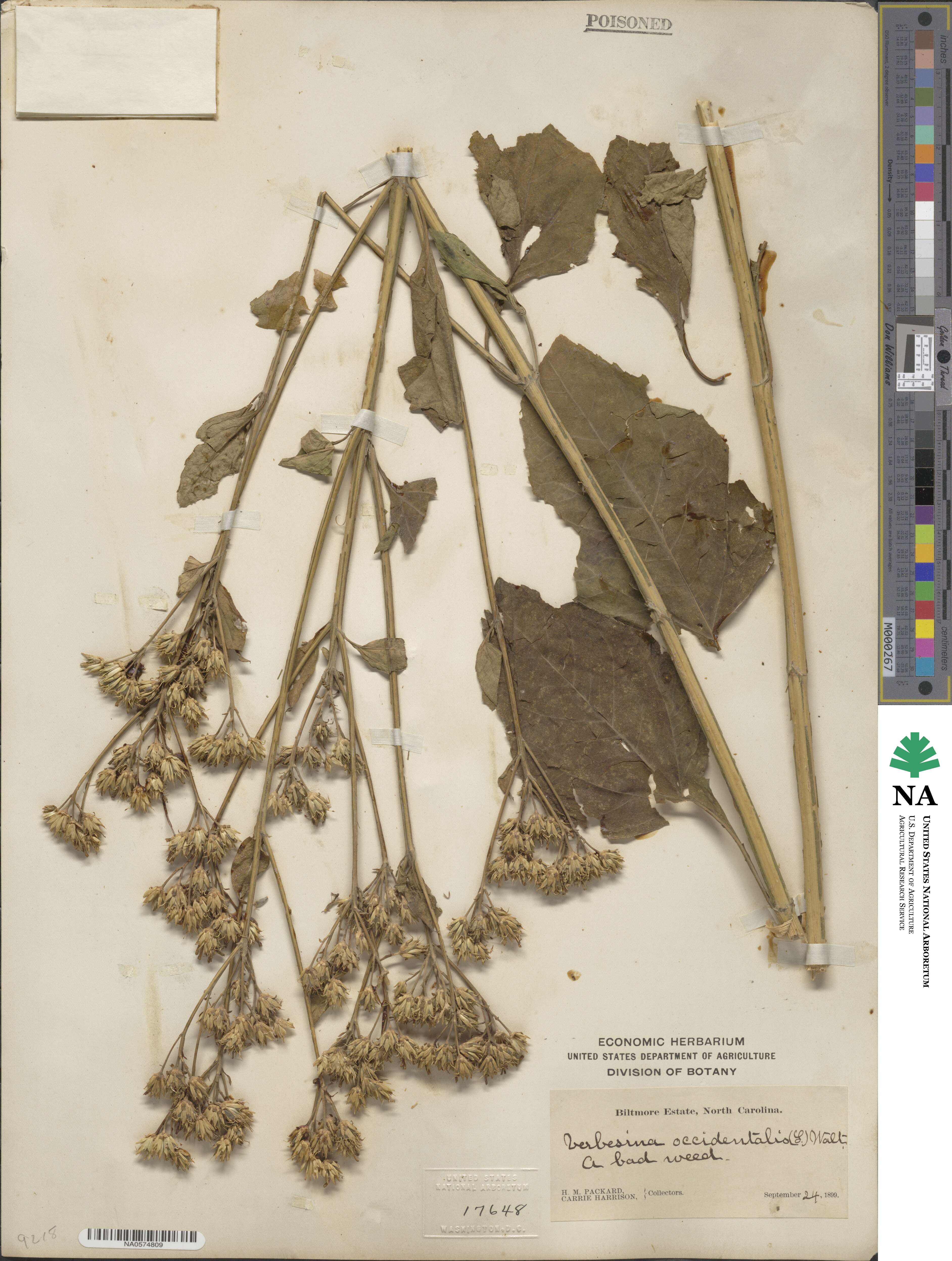 Verbesina occidentalis image