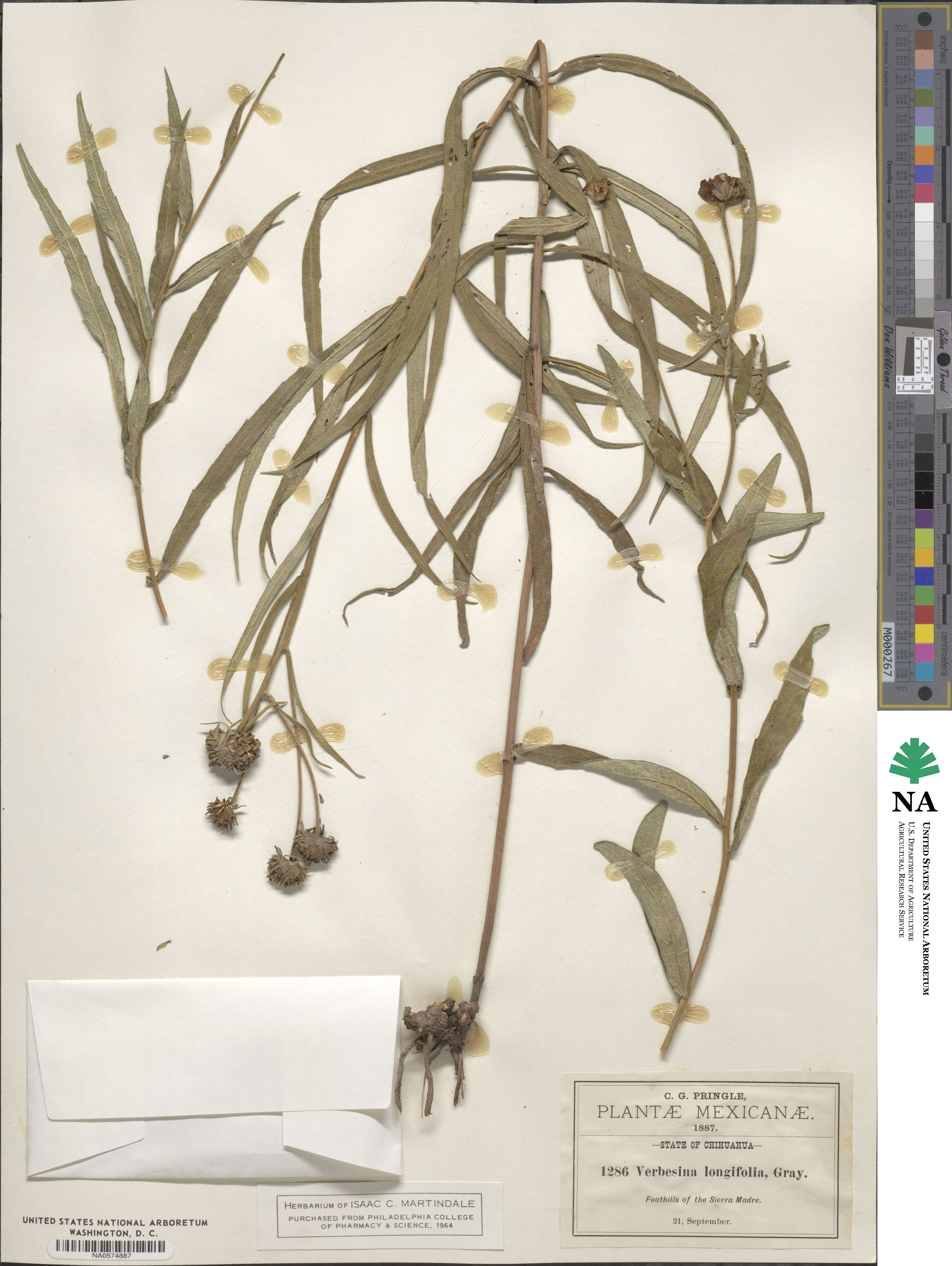 Verbesina longifolia image