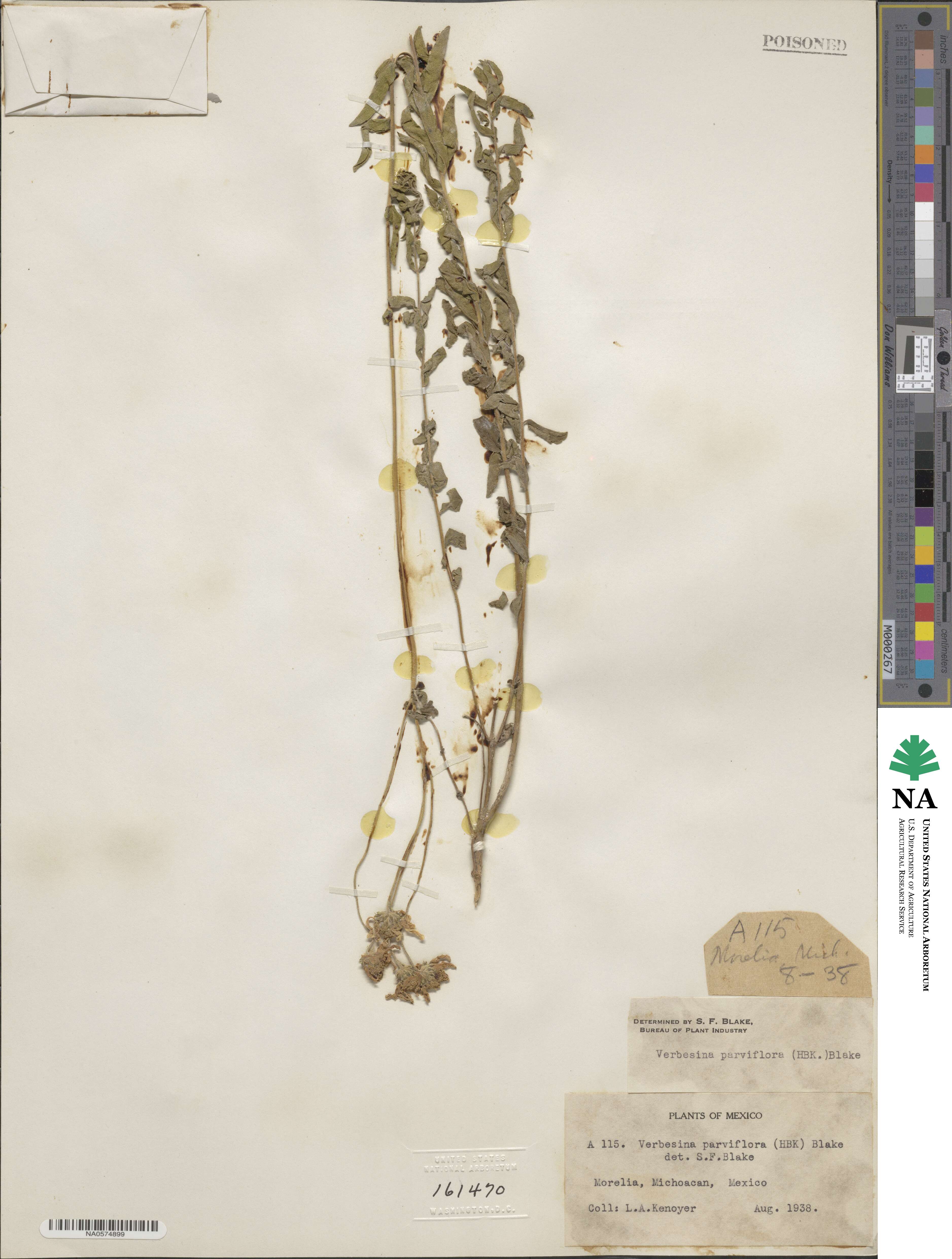 Verbesina parviflora image