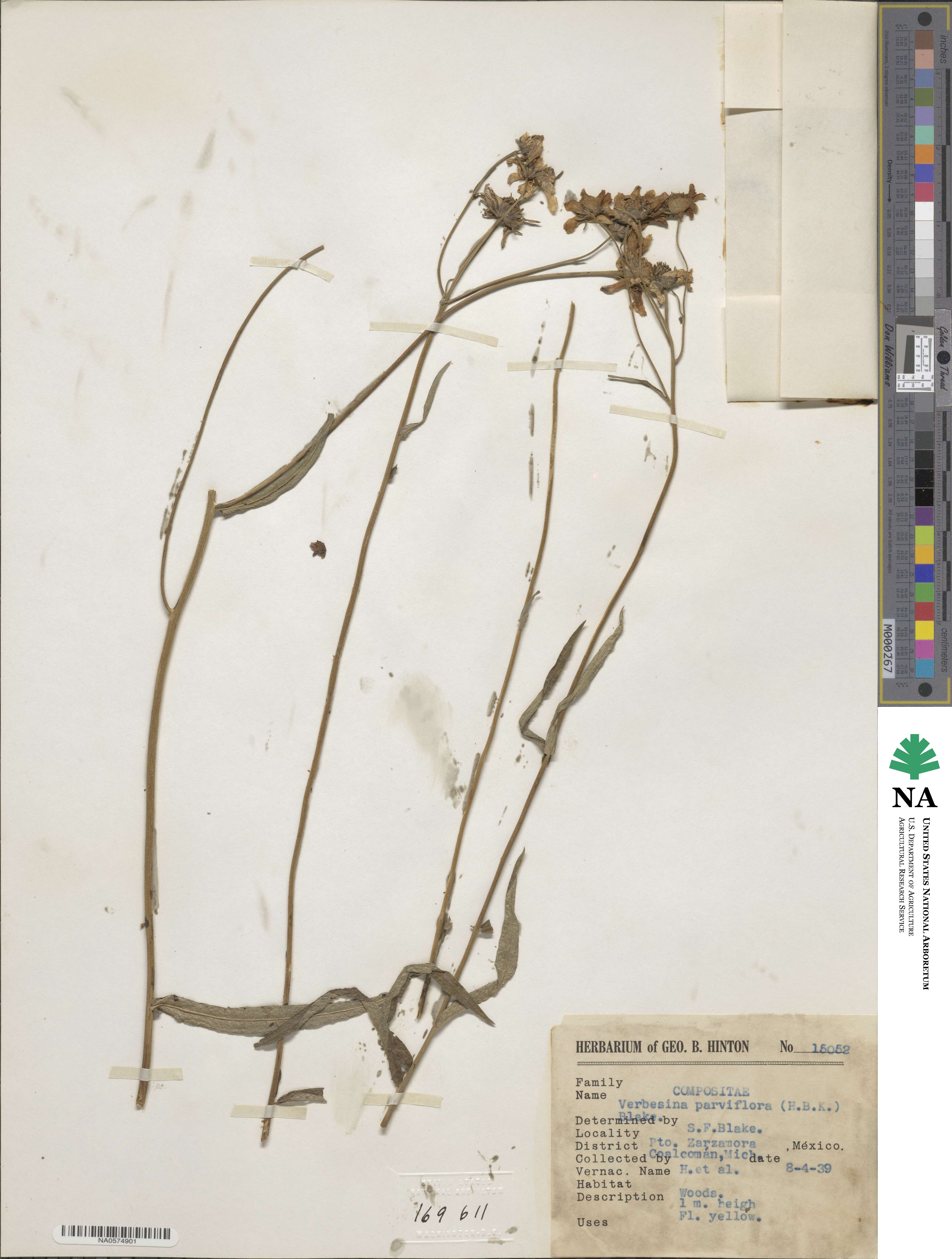 Verbesina parviflora image