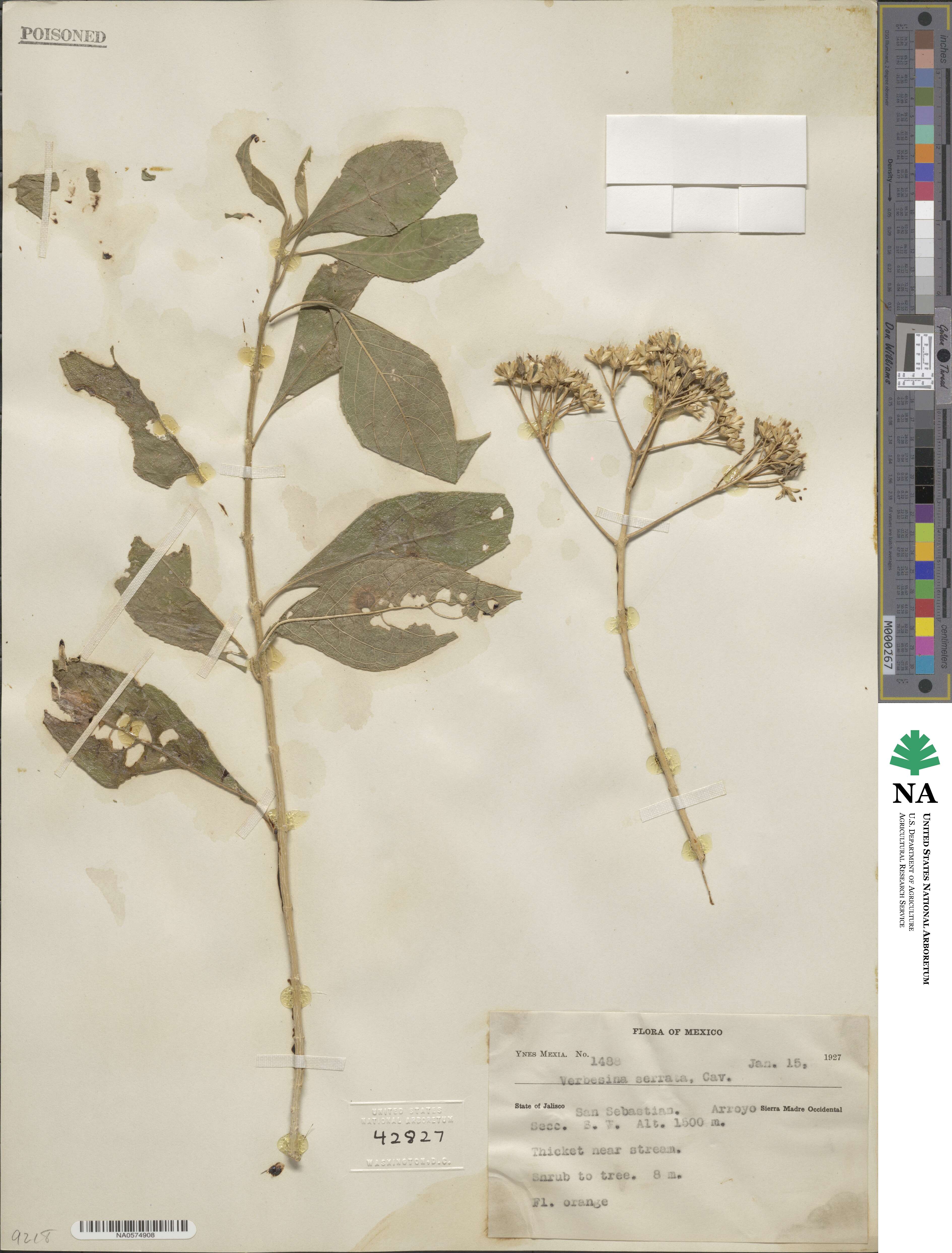Verbesina serrata image