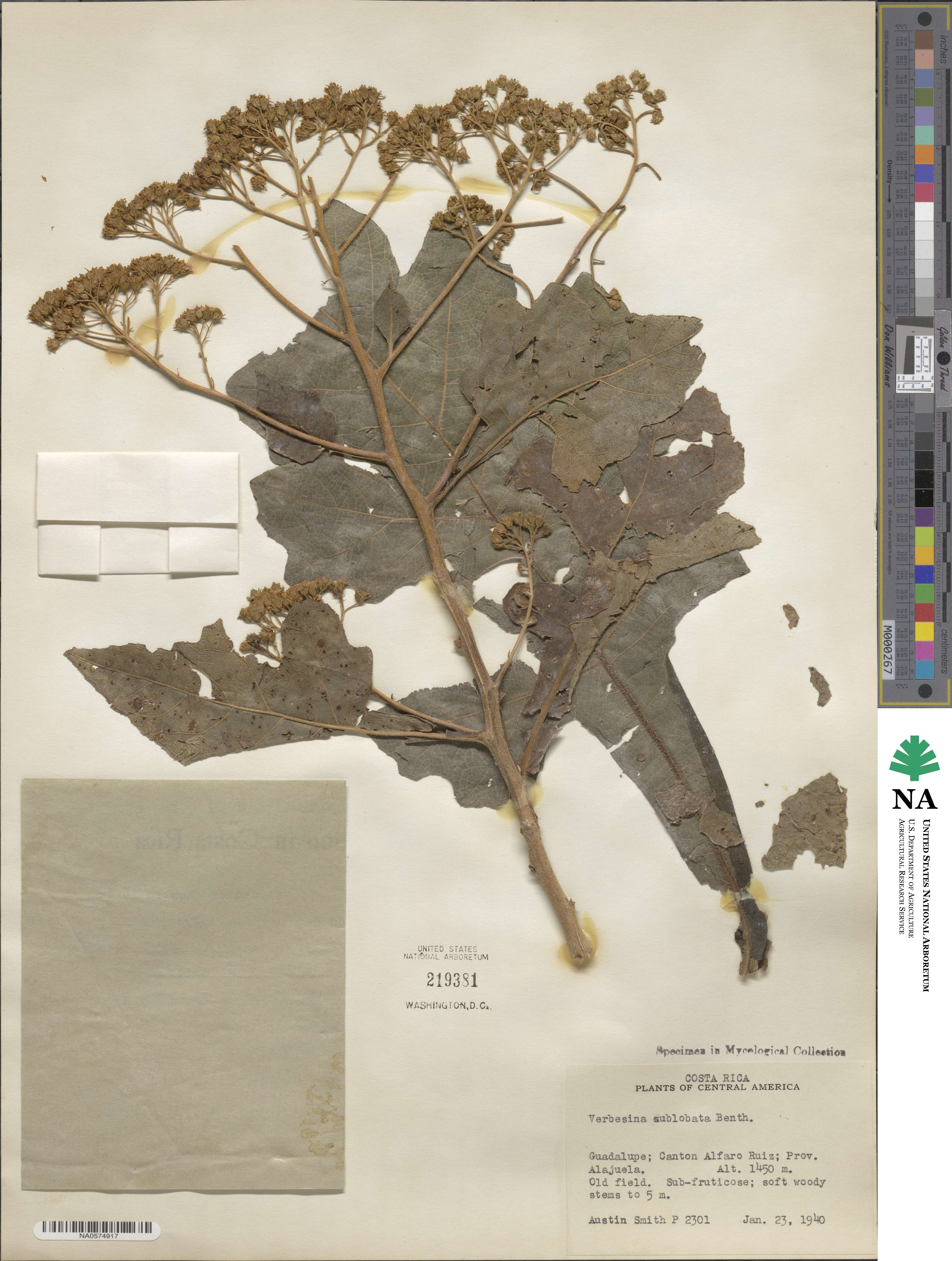 Verbesina turbacensis image