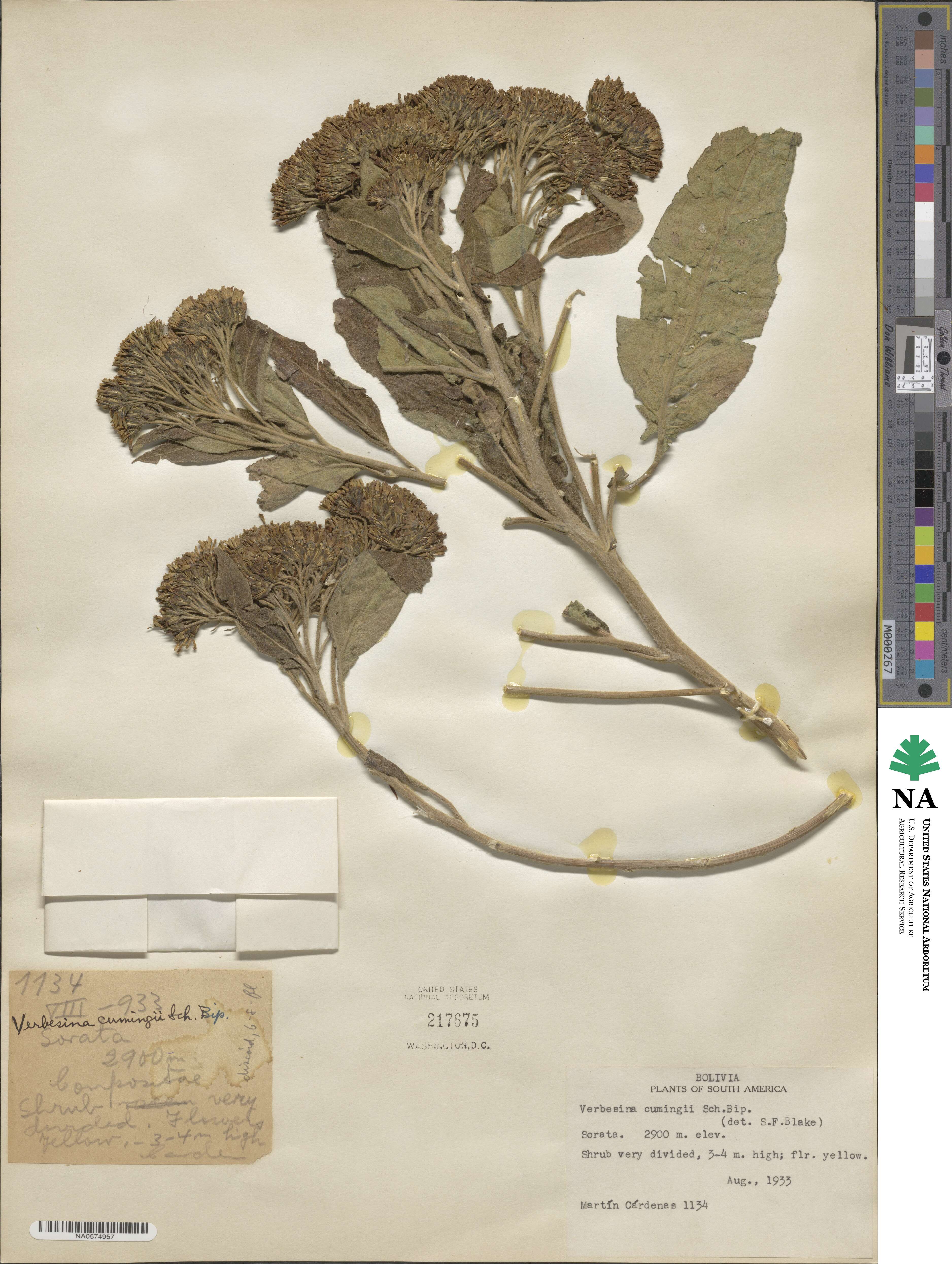 Verbesina cumingii image
