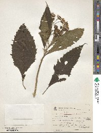 Image of Verbesina glabrata