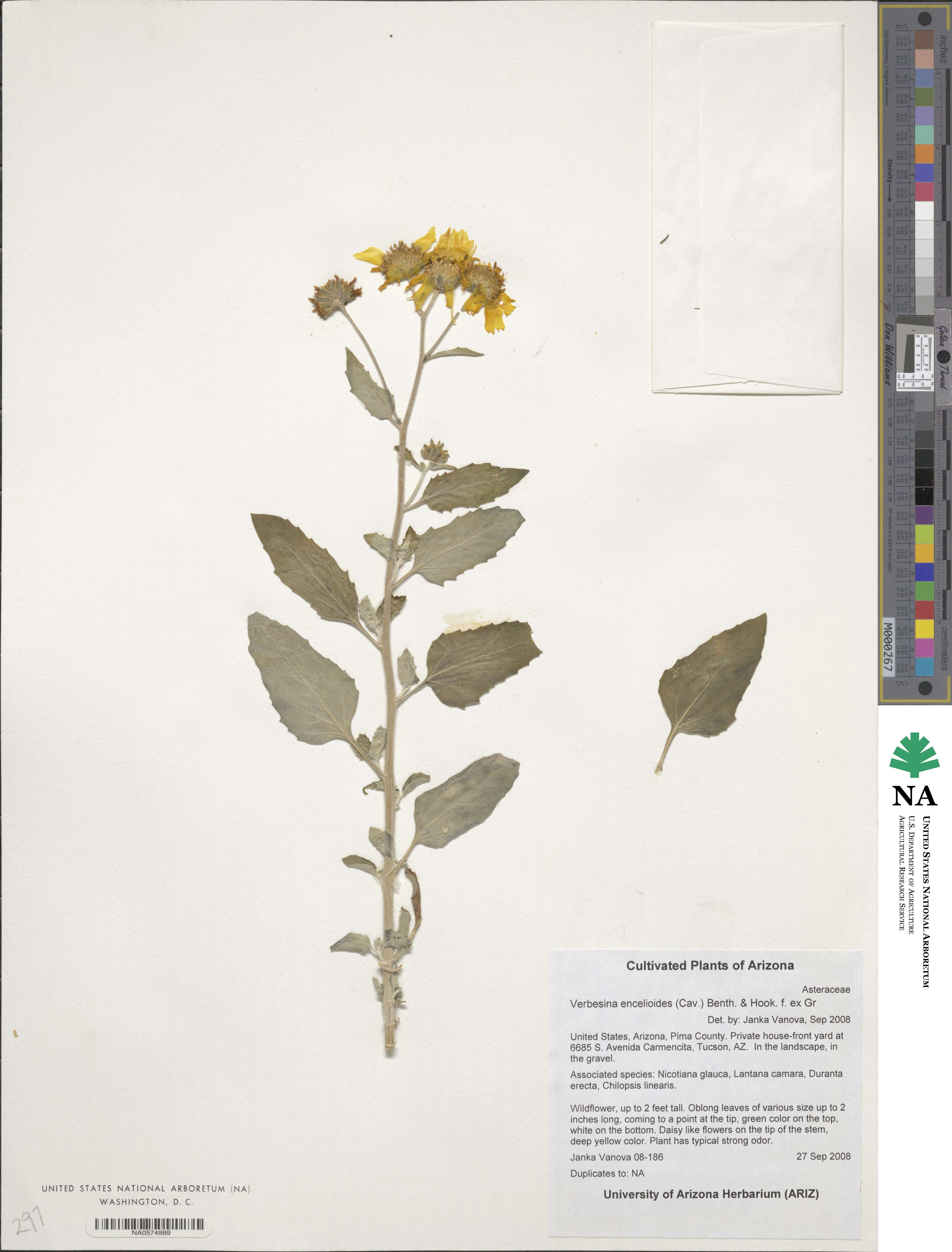 Verbesina encelioides image