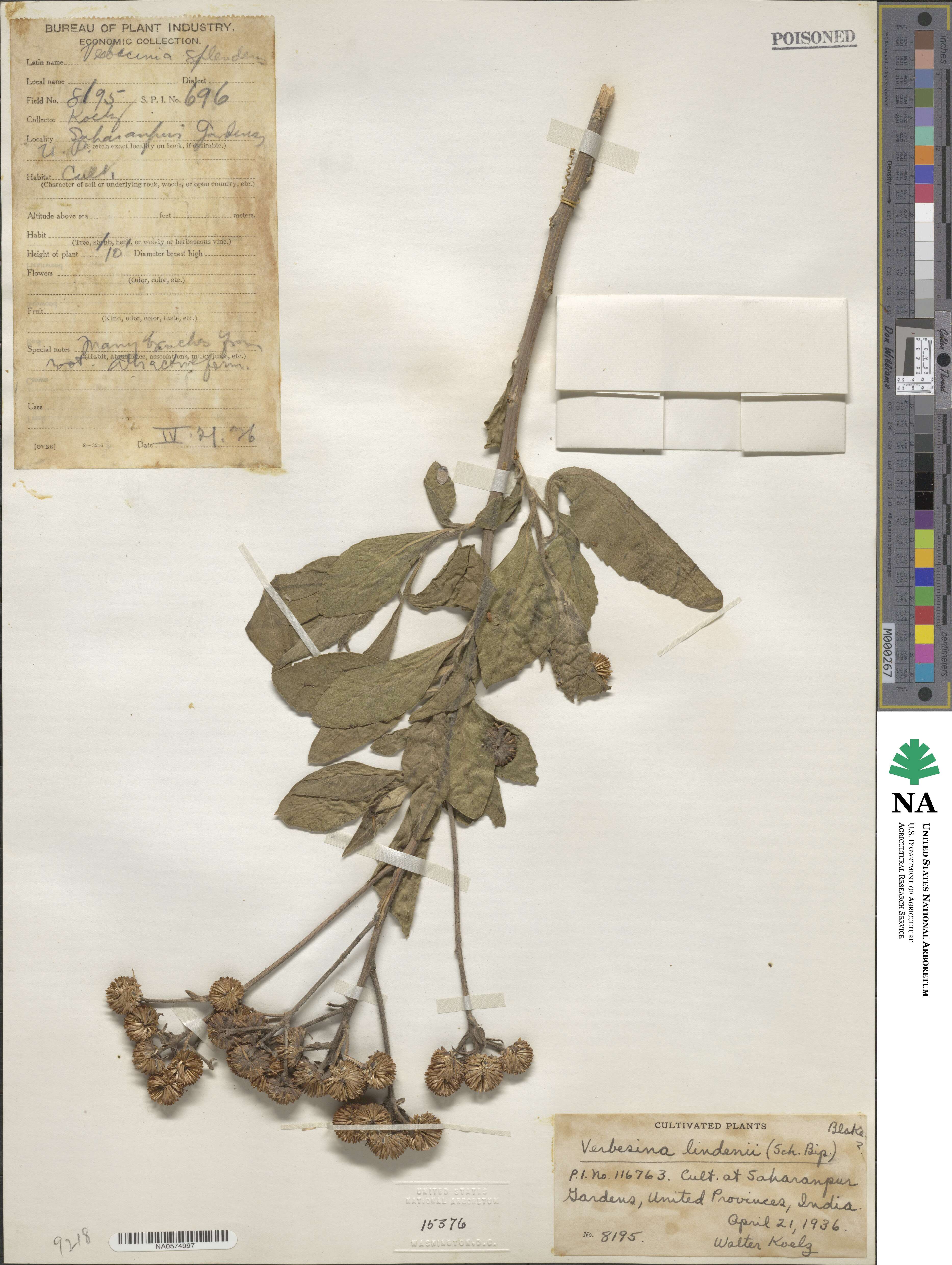 Verbesina persicifolia image