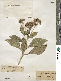 Verbesina persicifolia image