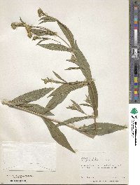 Guizotia abyssinica image