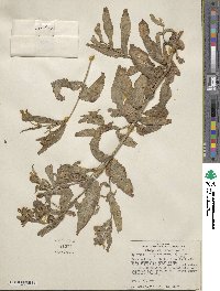 Guizotia abyssinica image