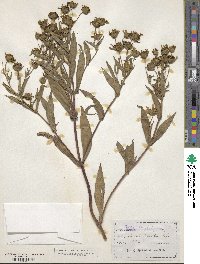 Guizotia abyssinica image