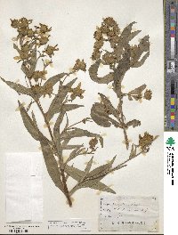 Guizotia abyssinica image