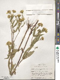 Guizotia abyssinica image