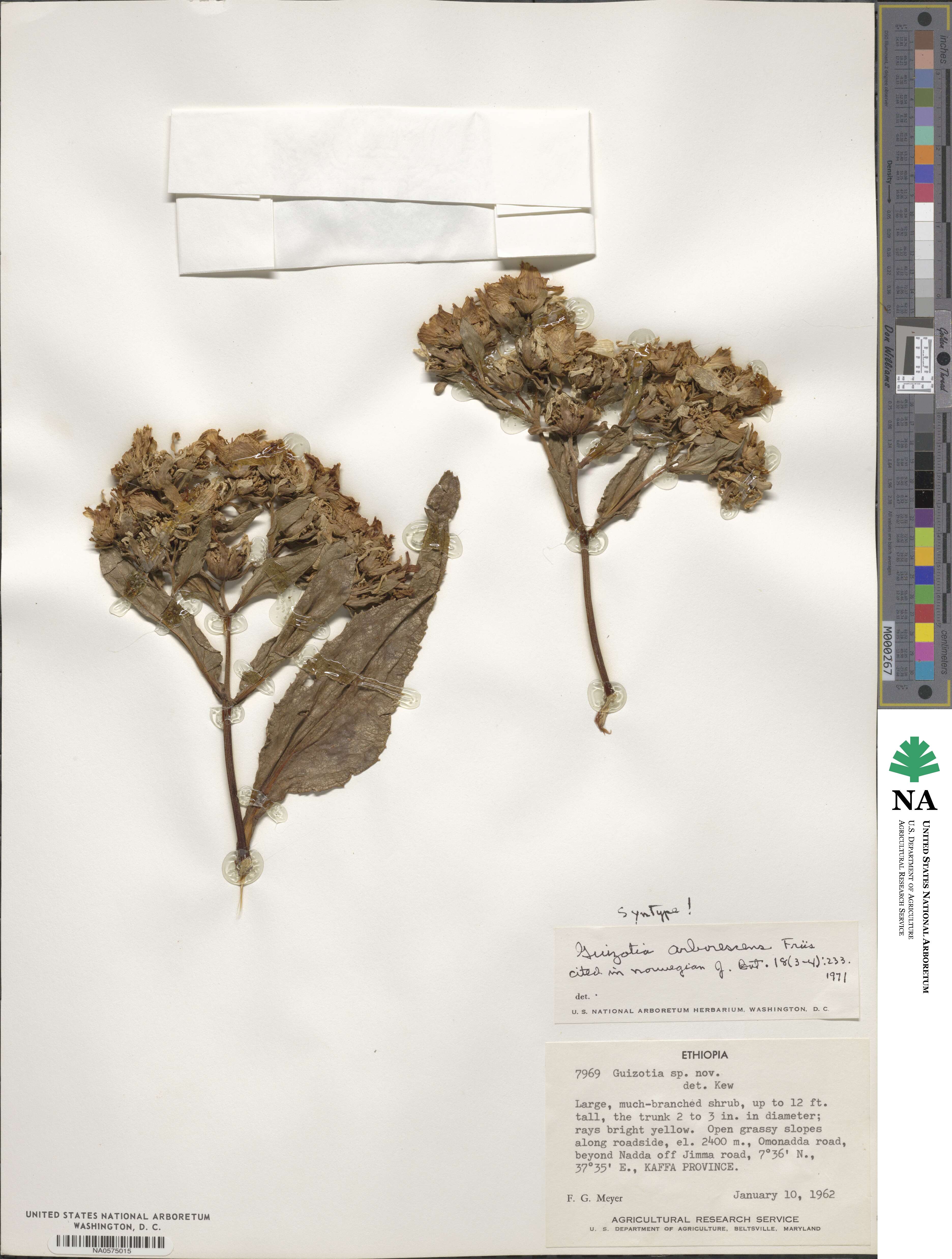 Guizotia arborescens image