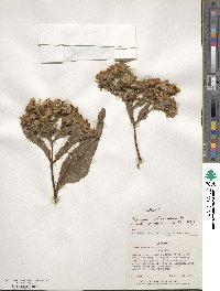 Guizotia arborescens image