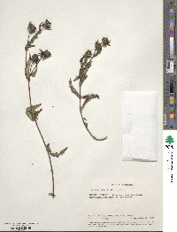 Guizotia scabra image