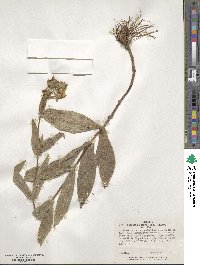 Guizotia scabra image