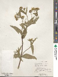 Guizotia abyssinica image