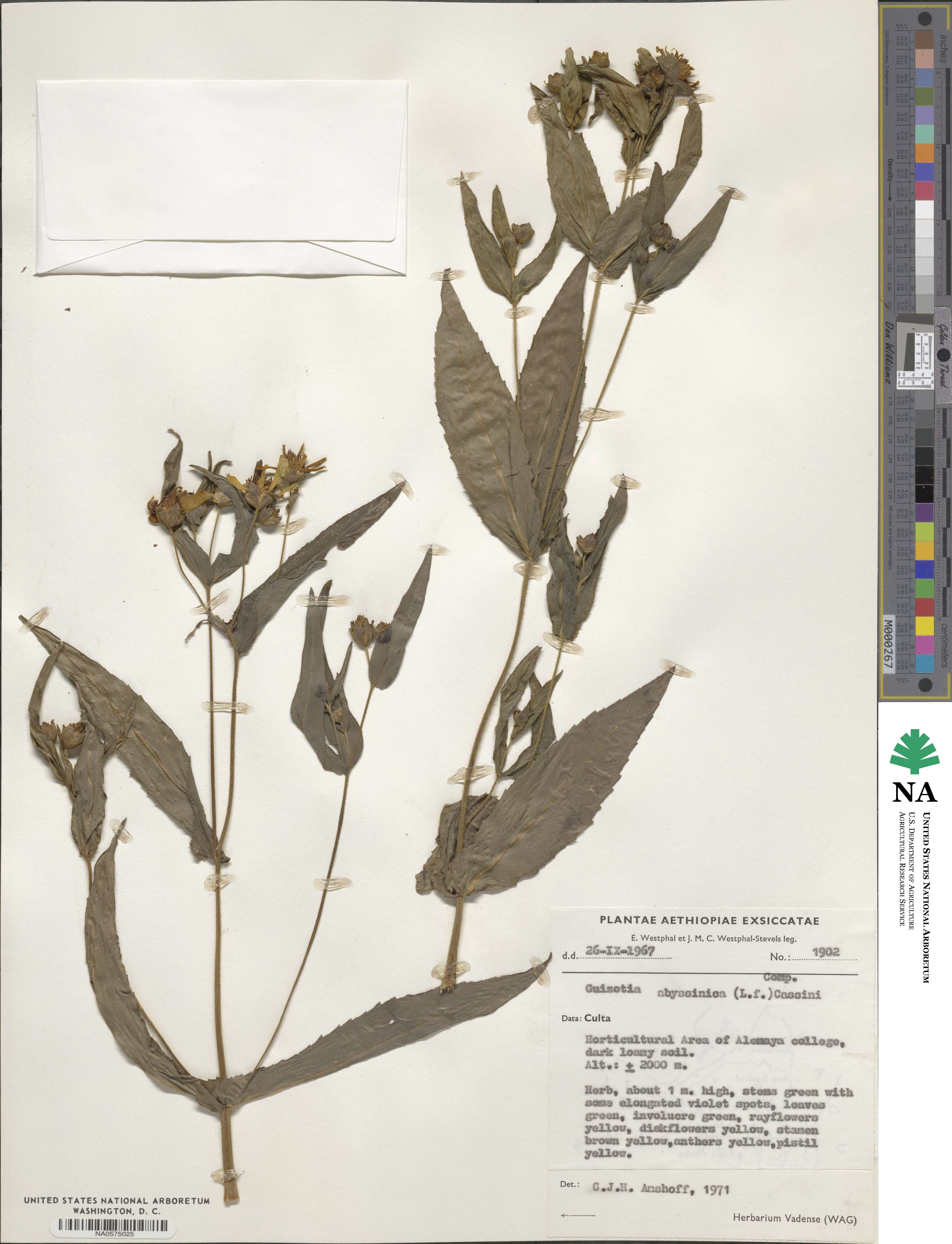 Guizotia abyssinica image