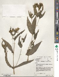 Guizotia abyssinica image