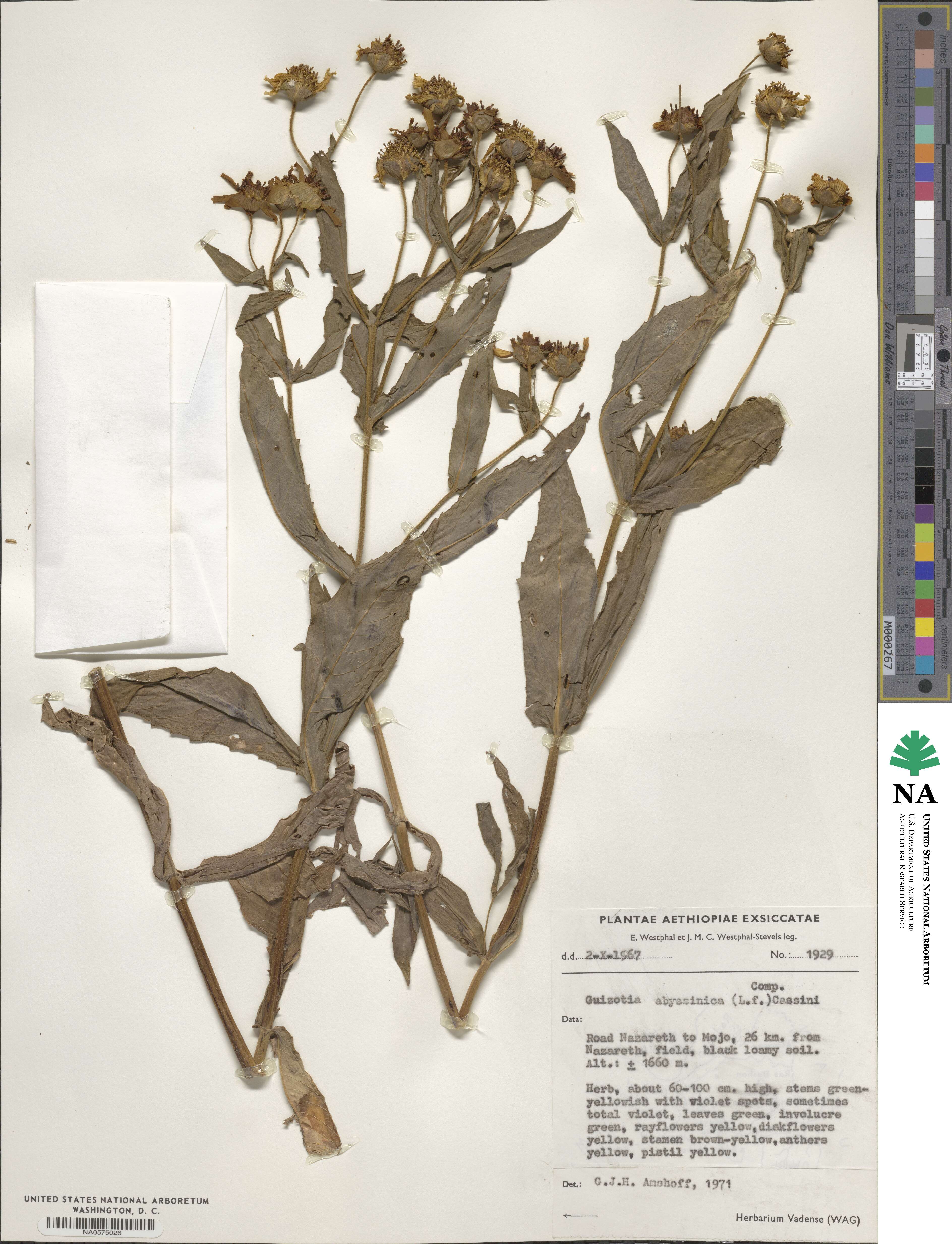 Guizotia abyssinica image