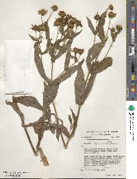 Guizotia abyssinica image