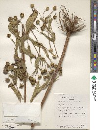 Guizotia abyssinica image