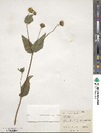 Guizotia abyssinica image