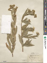 Guizotia abyssinica image