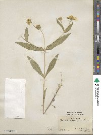 Guizotia abyssinica image