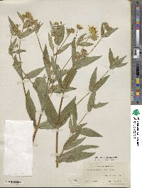 Guizotia abyssinica image