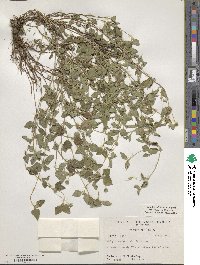 Calyptocarpus vialis image