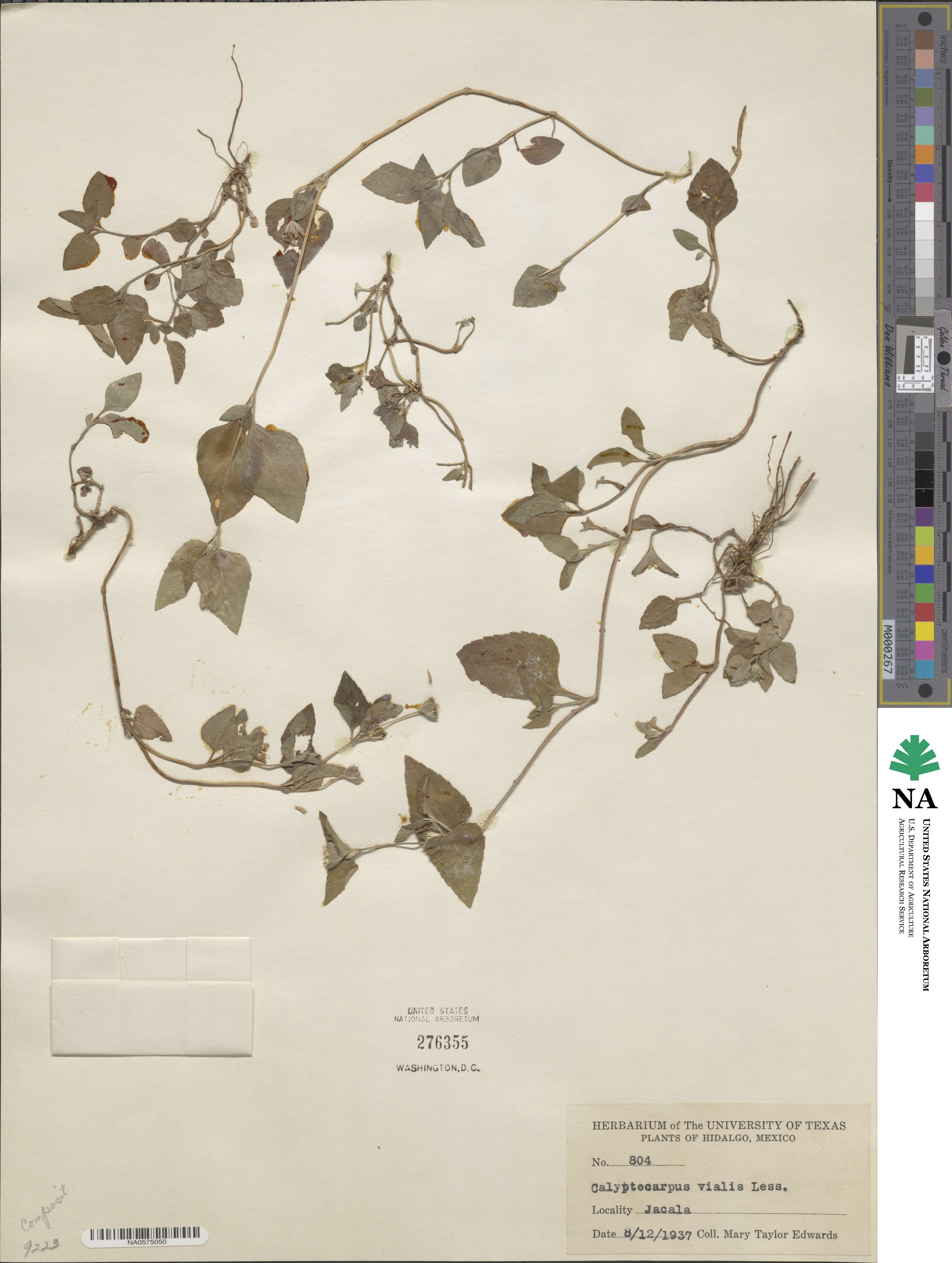 Calyptocarpus vialis image