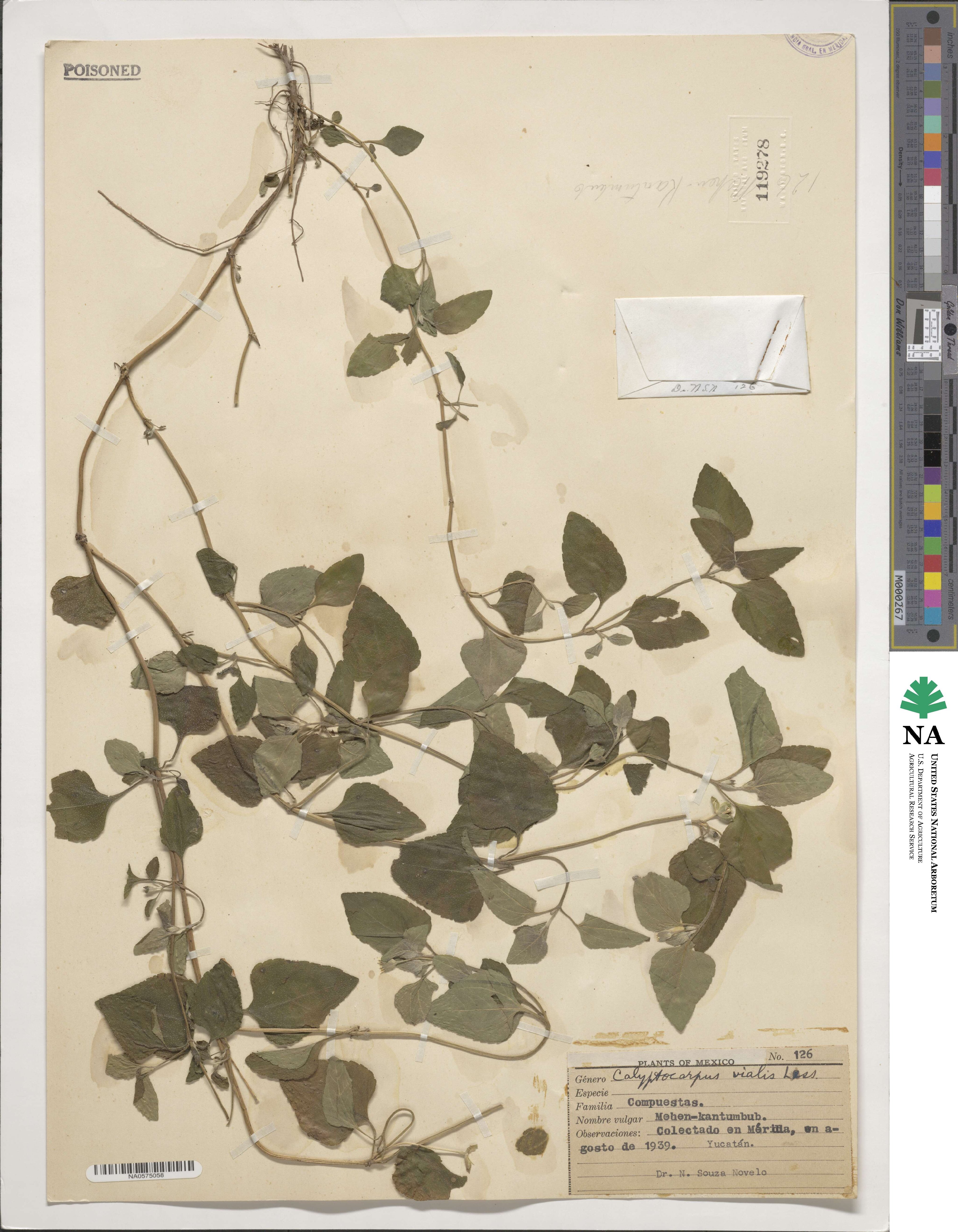 Calyptocarpus image
