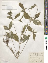 Synedrella nodiflora image