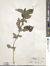 Synedrella nodiflora image