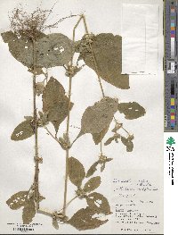 Synedrella nodiflora image