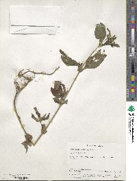 Synedrella nodiflora image