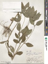 Synedrella nodiflora image