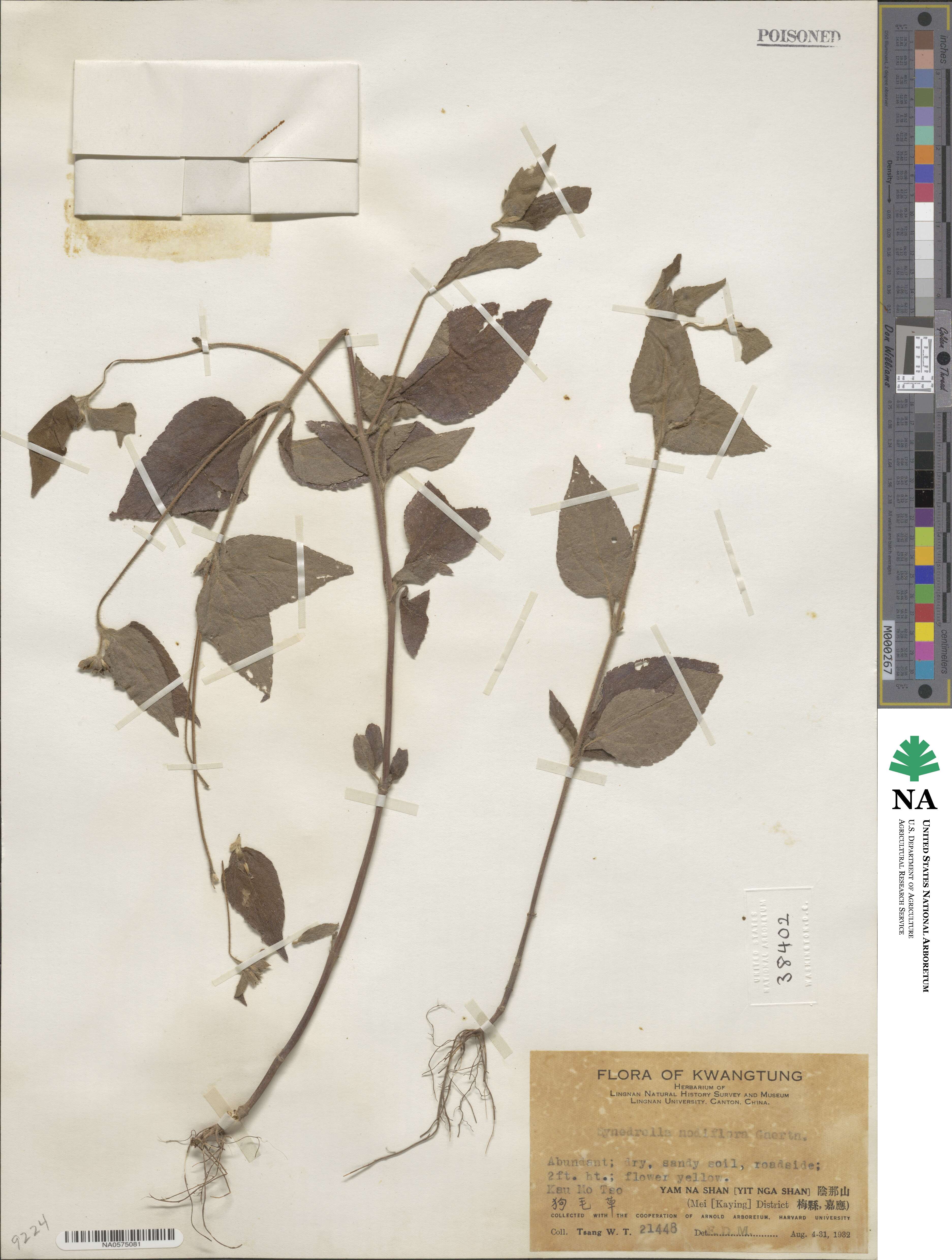 Synedrella nodiflora image