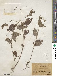 Synedrella nodiflora image