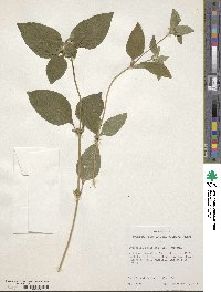 Synedrella nodiflora image