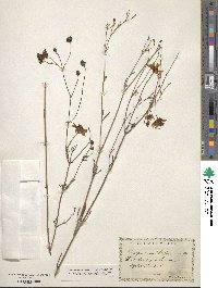 Coreopsis angustifolia image