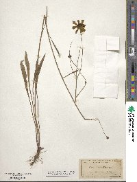 Coreopsis angustifolia image