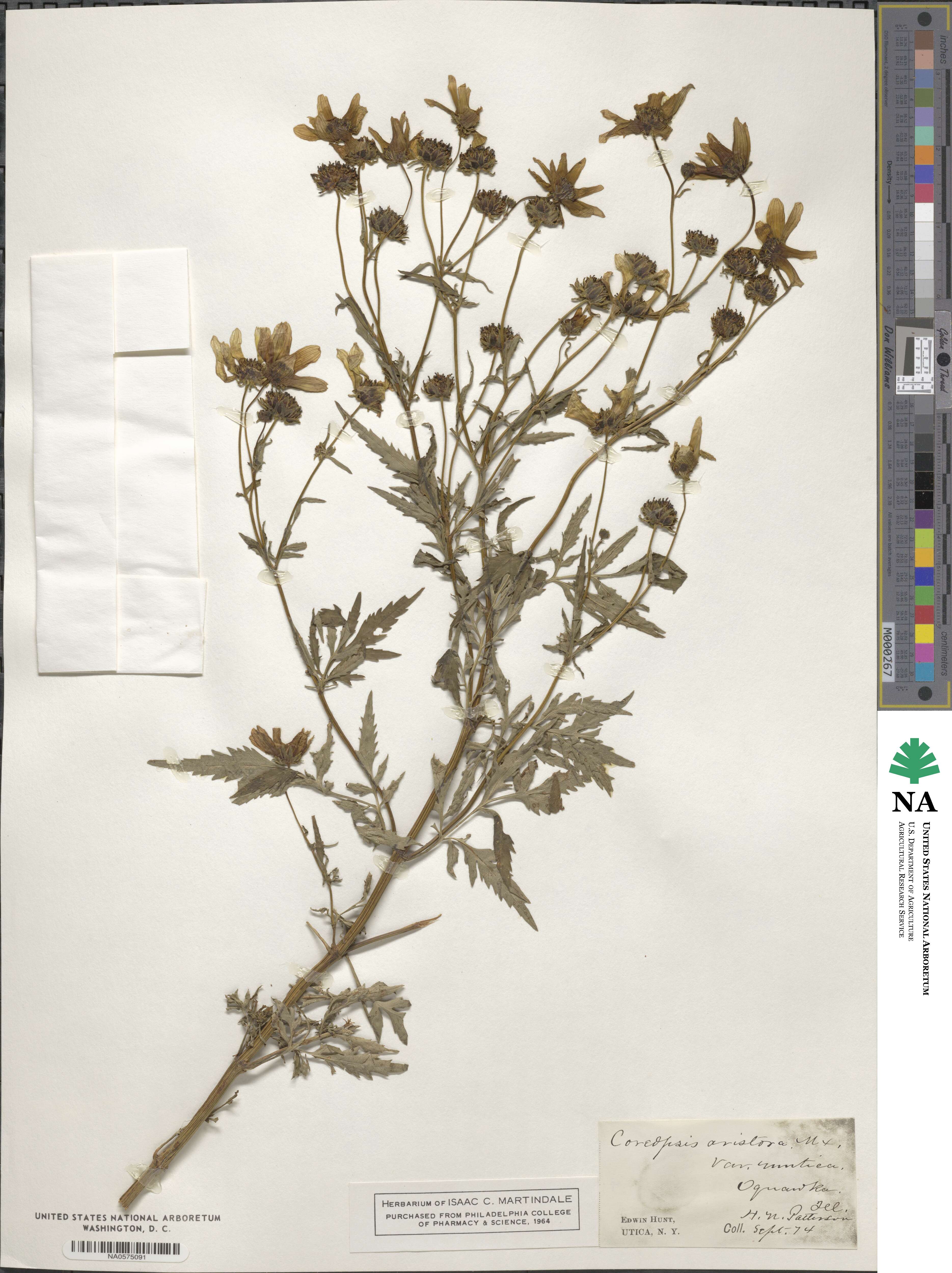 Bidens aristosa image