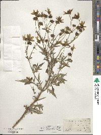 Bidens aristosa image