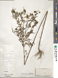 Bidens aristosa image