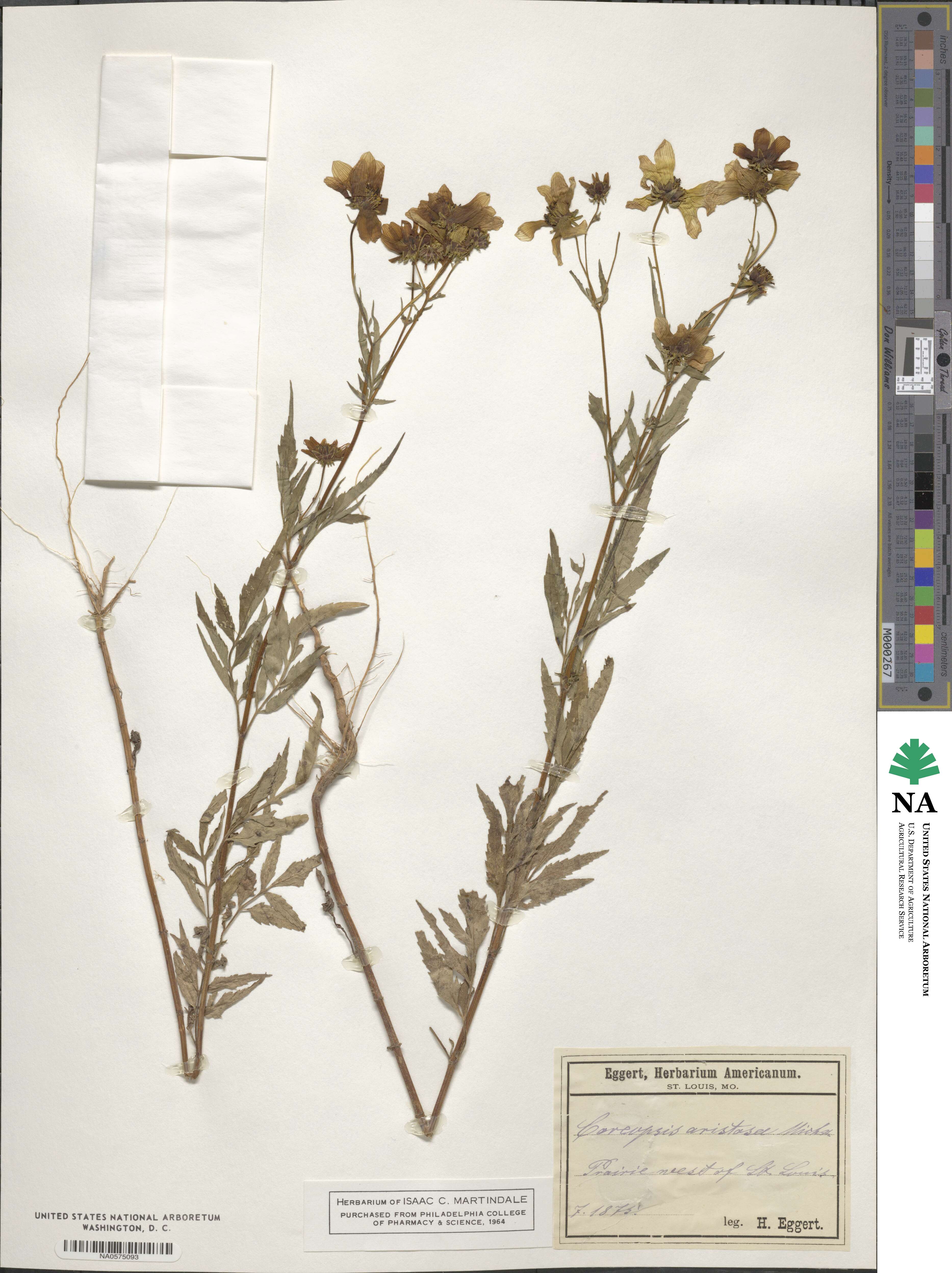 Bidens aristosa image