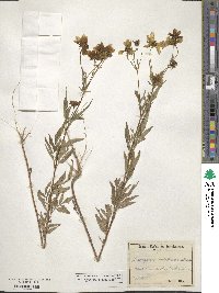 Bidens aristosa image